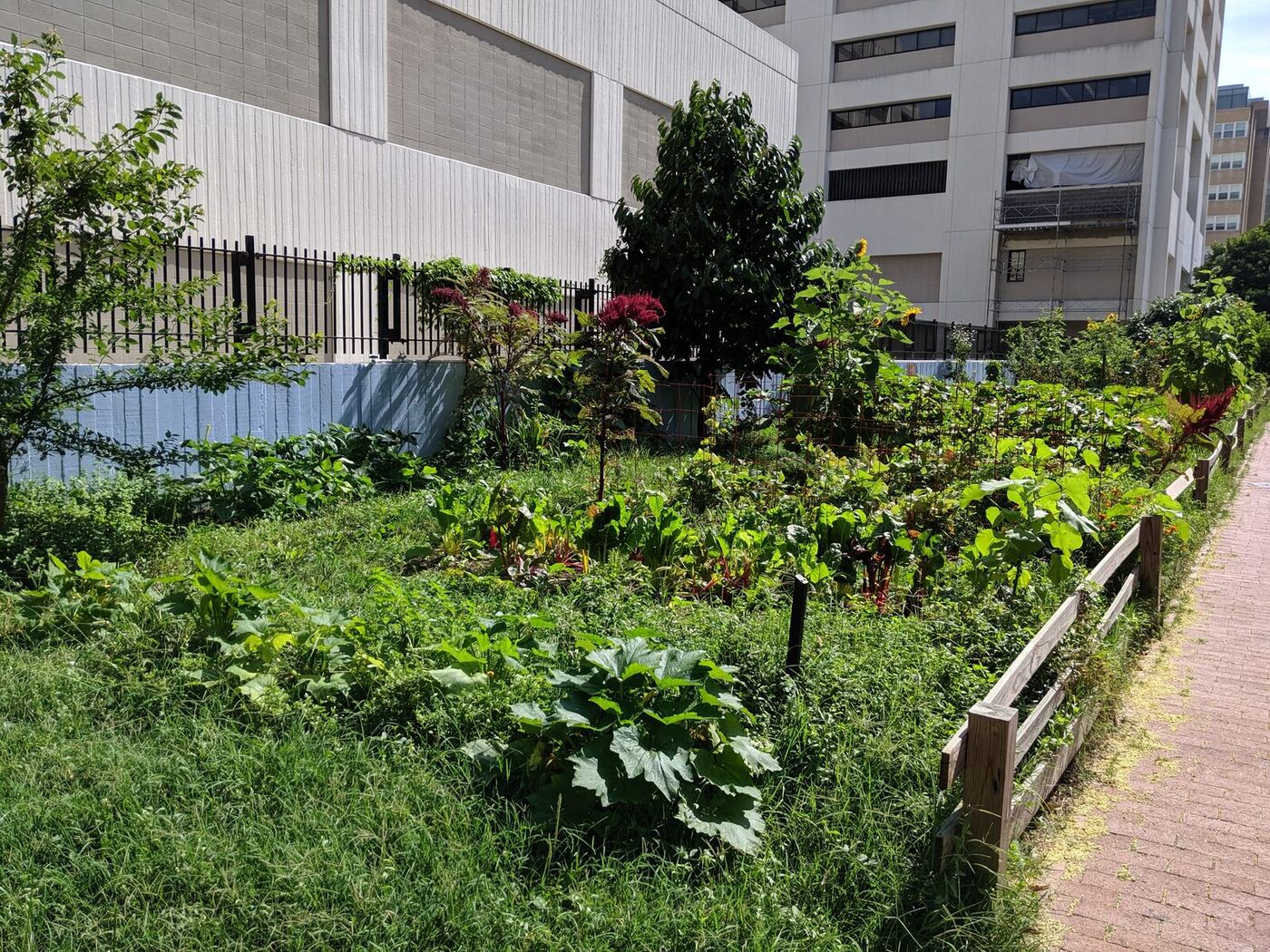 A community garden in full growth, raised beds and greenery along a path.